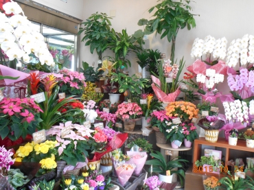大阪府豊中市の花屋 千里花壇にフラワーギフトはお任せください 当店は 安心と信頼の花キューピット加盟店です 花キューピットタウン